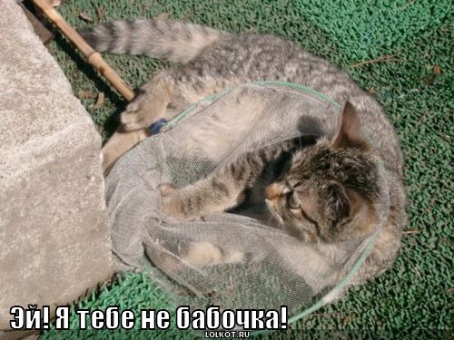 я не бабочка!