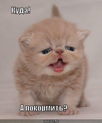 а покормить?