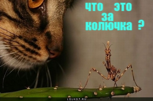 Что это?