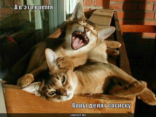 Делят сосиску!