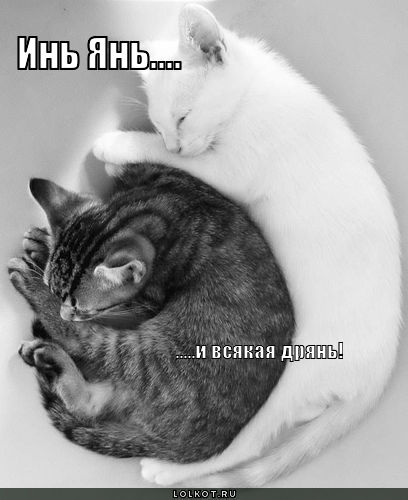 Инь & Дрянь