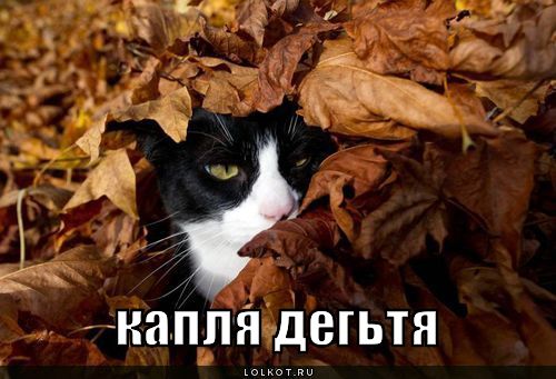 капля дегьтя 