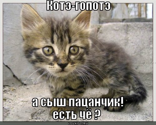 котэ-гопотэ