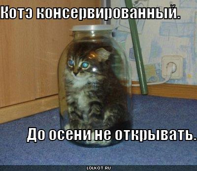 котэ консервированный