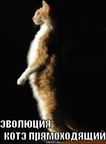 котэ прямоходящий 