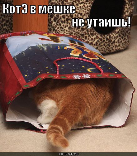 котэ в мешке не утаишь!