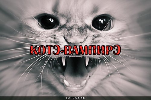 котэ-вампирэ