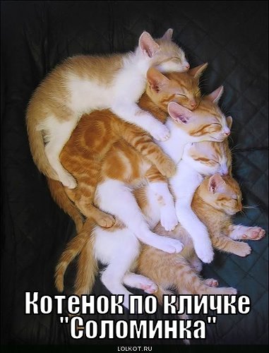 котенок по кличке "соломинка" 