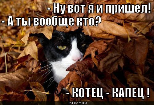 Котец - капец !