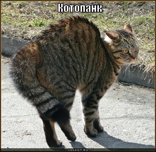 котопанк