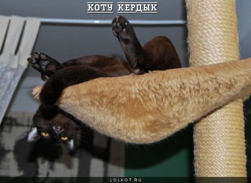 коту кИрдык