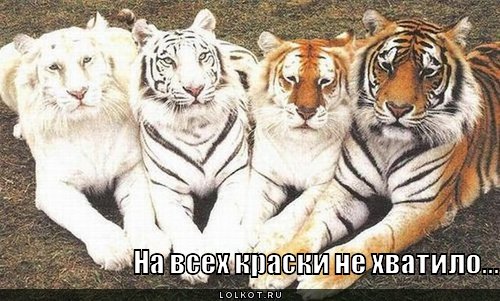 краски не хватило
