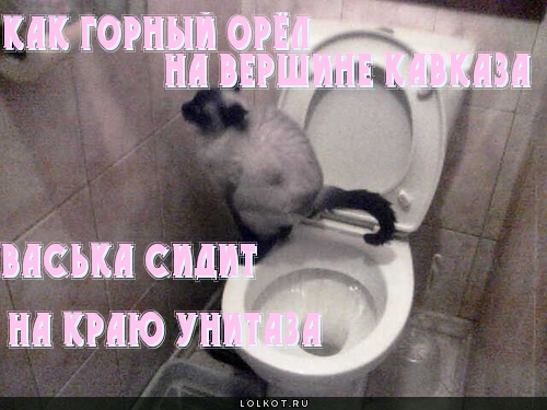 На краю унитаза