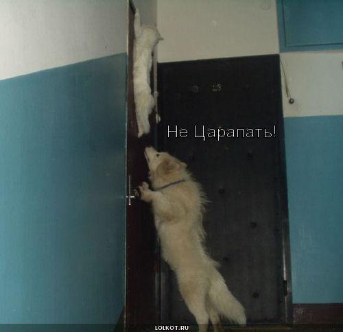 не царапать!