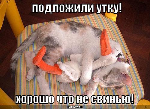 подложили утку