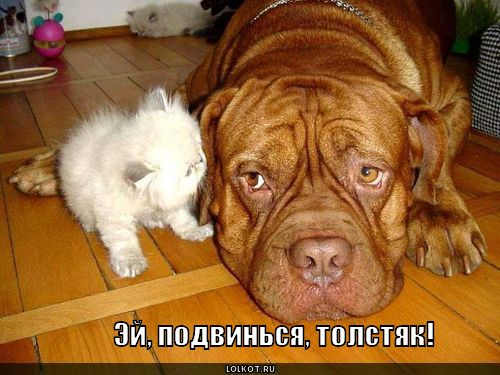 подвинься, толстяк!