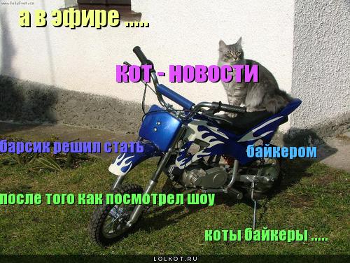 Радио "кот-новости"! 