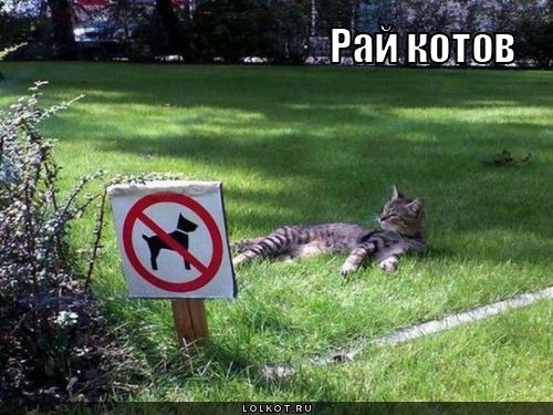 рай котов