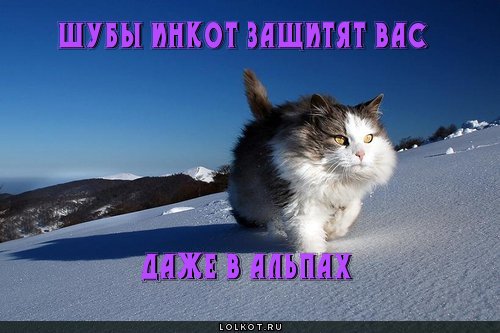 Шубы инкот 