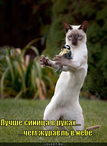 ... синица в руках...