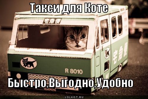 такси для коте
