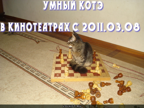 умный котэ