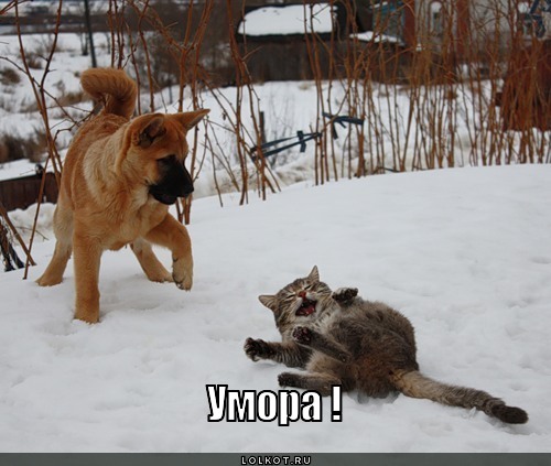 умора !