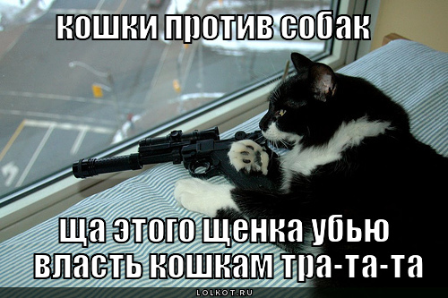 Власть кошкам !