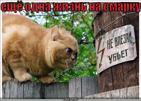 ещё одна жизнь на смарку