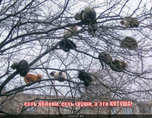 есть яблони, есть груши...