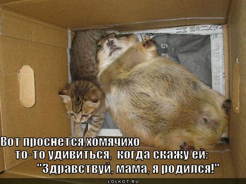 хомячихо