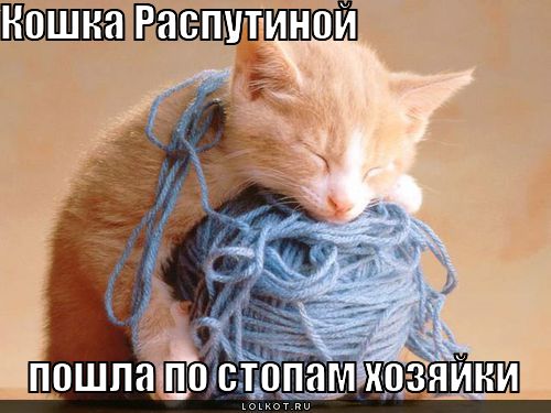 кошка распутиной