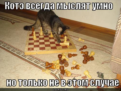 котэ мыслят умно