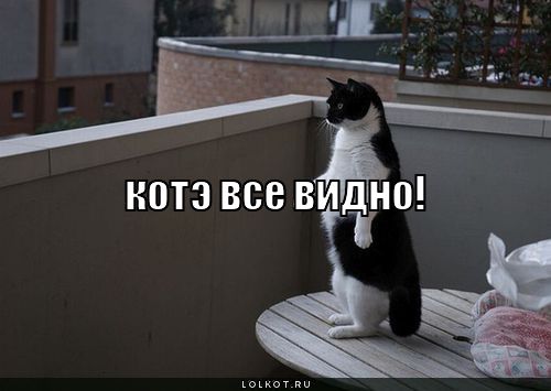 котэ все видно!