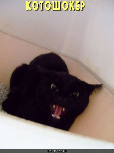 котошокер