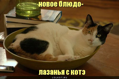 лазанья с котэ