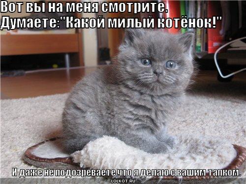 милый котёнок