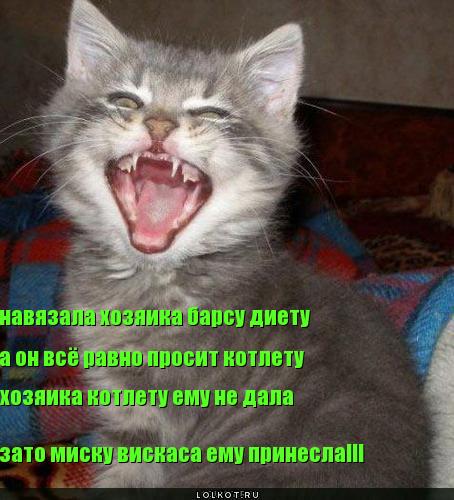 миска вискаса