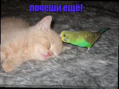 почеши ещё!