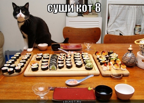 суши кот 8