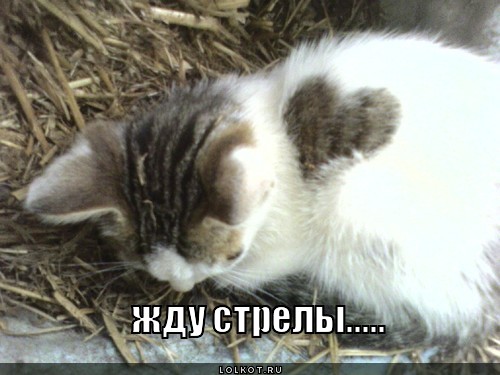 жду стрелы