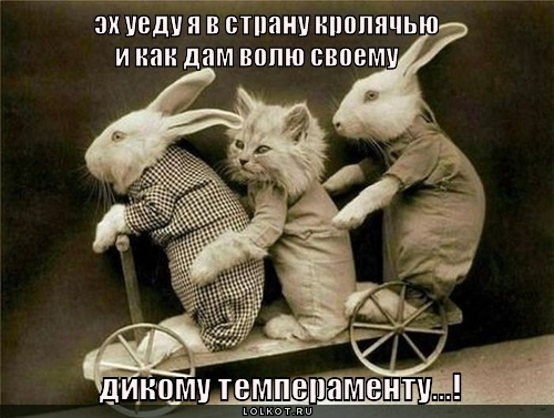 дам волю темпераменту