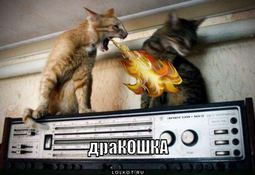 дракошка