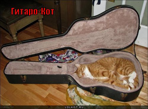 гитаро-кот
