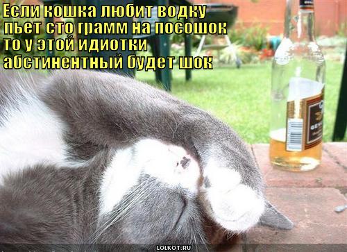 кошка любит водку