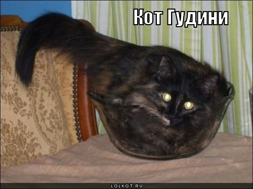 кот гудини