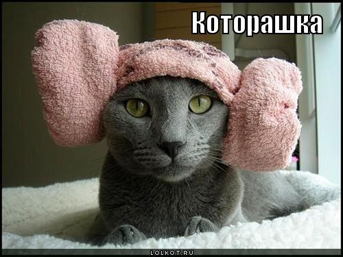 которашка