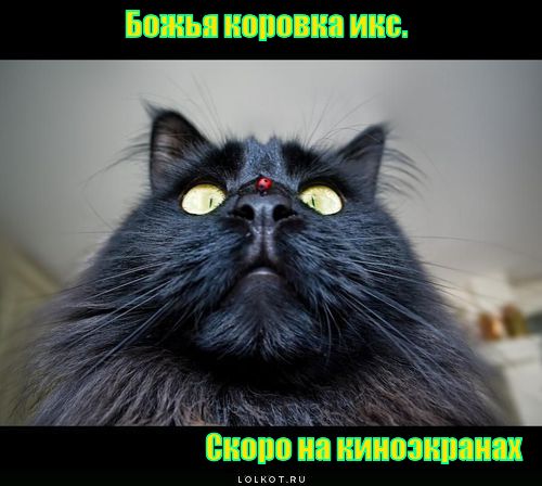 божья коровка икс