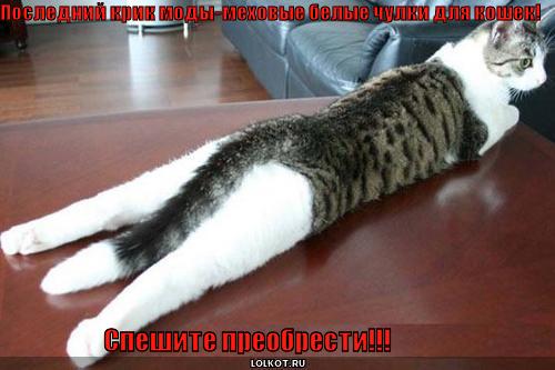 чулки для кошек