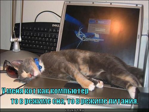 кот как компьютер